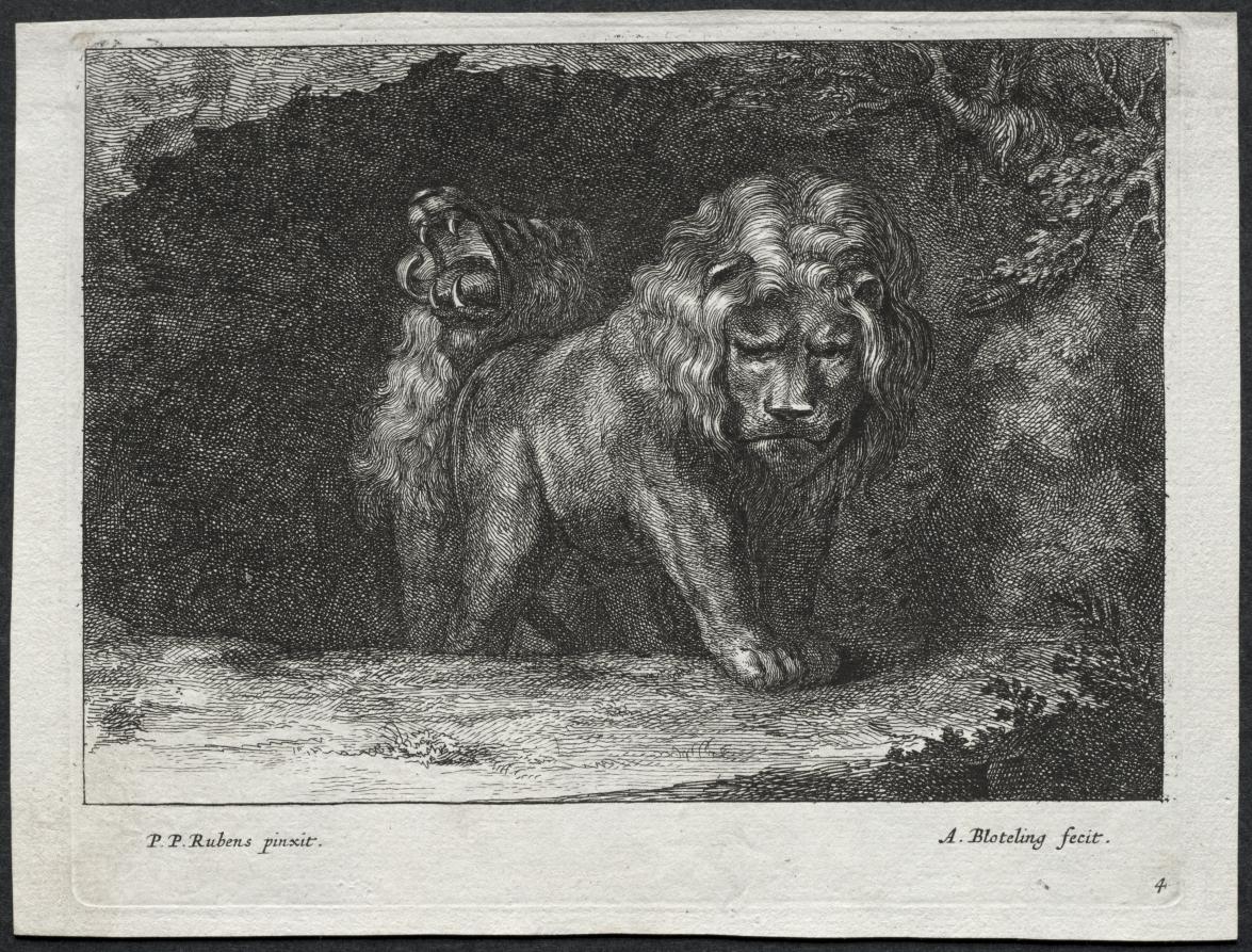 Various Lions